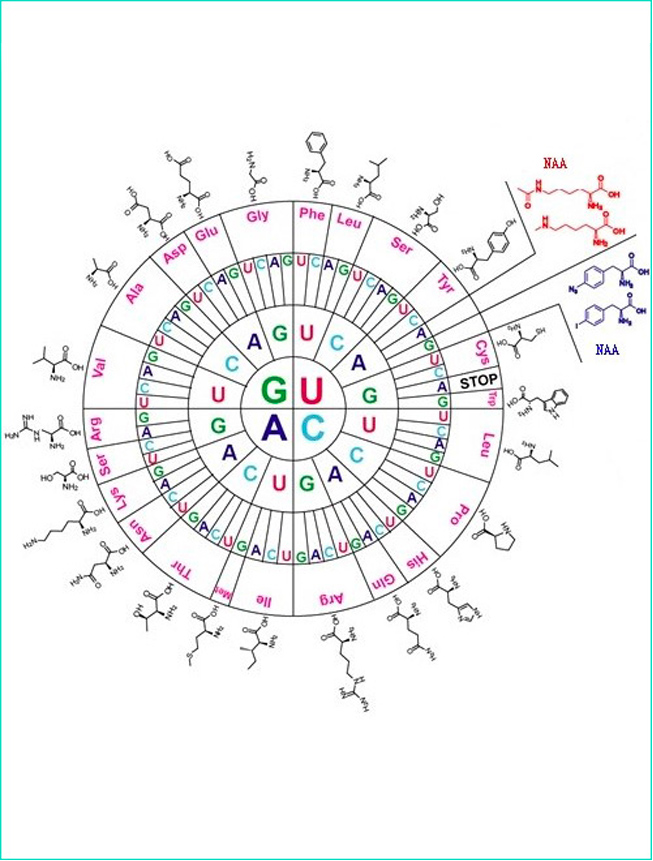 非天然氨基酸蛋白合成技術